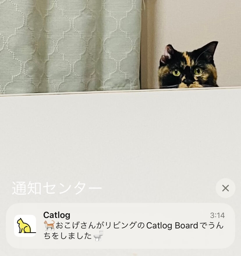速達メール便 Catlog Board（キャトログボード） - ペット用品